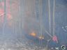 Morador reclama de queimadas constantes em área de reflorestamento de SMOeste 