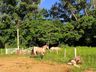 Cavalgada da Integração passa por São José do Cedro