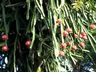 Estiagem do ano passado atrasou a produção de pitayas na região