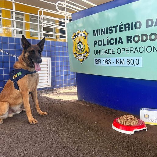 Cão farejador Bili se aposenta da PRF após 9 anos de bons serviços 