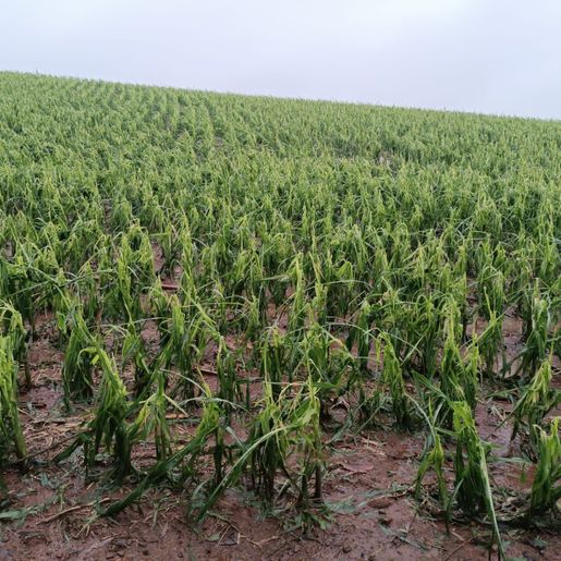 Itapiranga vai decretar situação de emergência em virtude de perdas na agricultura
