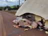 Caminhão carregado de frango sai da pista e tomba na BR-163 em São José do Cedro