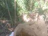 Guaraciaba registra 14 focos da dengue no primeiro mês do ano
