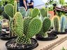 Central Flor, Floricultura e Paisagismo inaugura em São Miguel do Oeste