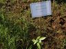 Alunos fazem visita ao Lago Municipal e participam de plantio de árvores em Cedro