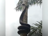 VÍDEO: Cobra ‘gigante’ escala árvore e assusta moradores