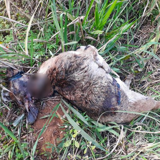 SMO: animais são encontrados amordaçados e degolados no interior
