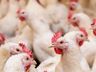 Primeiro foco de gripe aviária em granja comercial é confirmado no Brasil