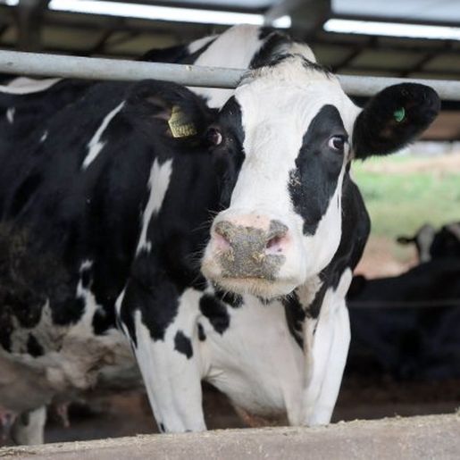 Estado tem novas regras para entrada de bovinos e búfalos 
