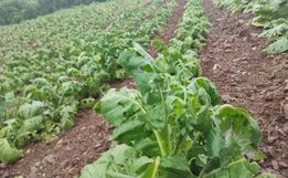 Levantamentos confirmam que 100 mil pés de tabaco foram perdidos com temporal