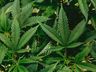 Após decisão do STF sobre maconha, CNJ prepara um pente-fino para corrigir prisões