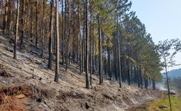 Incêndio de grandes proporções consome dez hectares de mata