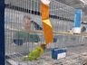Associação dos Criadores de Aves de Iporã do Oeste realiza 1ª copa de ornitologia