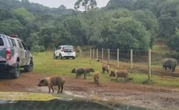 Mais de 20 javalis e javaporcos são sacrificados em criação irregular em SC