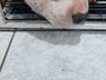 Cão da raça Pitbull é atacado por cobra no interior de SMOeste