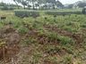 Cedup Campo Erê realiza tradicional Dia de Campo 