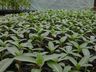 Viveiro de plantas de Guaraciaba tem produzido de 10 a 12 mil mudas por ano