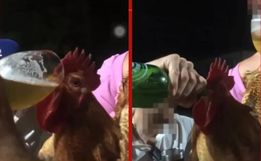 Homens são indiciados por dar cerveja a galo no RS