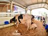 Confira fotos de domingo da maior feira multisetorial da região