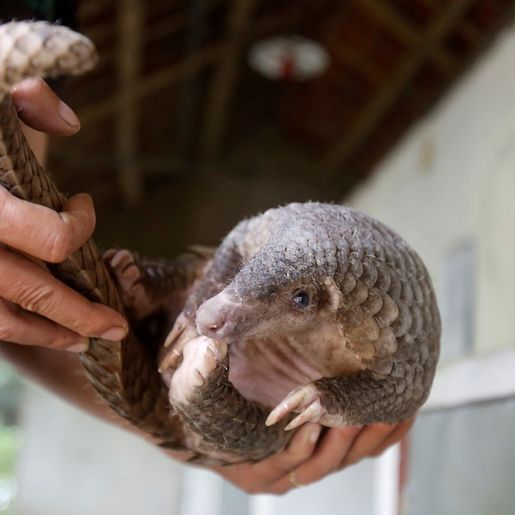 Animal em extinção pode ter ajudado a espalhar o coronavírus