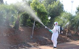 Palma Sola registra o primeiro caso positivo de dengue em 2021