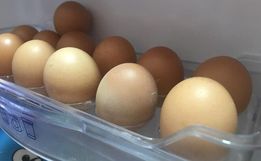 Preços dos ovos aumentam quase 40% em SC segundo Cepa/Epagri