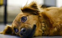 Cadelinha morre envenenada em SMO e Polícia Ambiental investiga caso