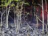 Morador reclama de queimadas constantes em área de reflorestamento de SMOeste 