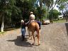 SJCedro oferece sessões de equoterapia para pacientes