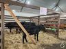 Parque de exposições começa receber animais para 11ª Efrait
