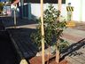 Urbanismo executa Plano de Arborização em São Miguel do Oeste