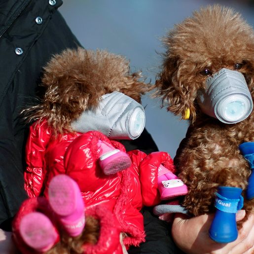 Em meio ao temor do coronavírus, até cães usam máscaras na China