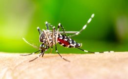 Santa Catarina registra mais de 360 mil casos de dengue em 2024 