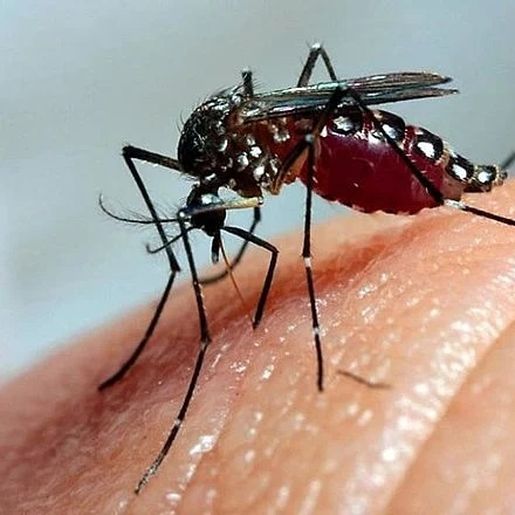 Brasil ultrapassa marca de mil mortes por dengue em 2025