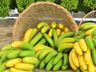 Importação de banana do Equador gera preocupação para produção catarinense