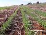 Campo Erê tem uma das duas únicas áreas experimentais da Embrapa em Santa Catarina