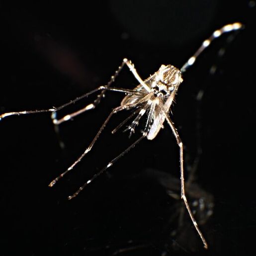 SC admite antecipação dos casos de dengue e prevê pico da doença no início de 2025
