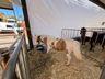 Mais de 100 expositores movimentam a Expo Campo Erê 2025
