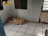 DPCAMI de SMO prende por tortura mãe que agrediu a filha de 5 anos com relho