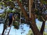 Decoração de natal começa a ser instalada em São José do Cedro