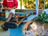 SMO: PM faz buscas em casa de homem suspeito de atirar em cachorro