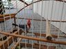 Polícia Militar Ambiental flagra aves nativas em cativeiro