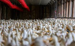 Após caso de gripe aviária no RS, SC intensifica ações de fiscalização e inspeção sanitária