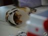 Mutirão de castração em Paraíso atende mais de 160 animais