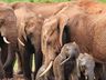 Gene encontrado em elefantes pode ser chave para evitar o câncer