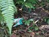 Área de preservação é limpada em Palma Sola