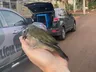 Mais de 15 aves silvestres são apreendidas em uma residência no Oeste de SC