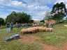 Ovino caprinocultura é trabalhada com produtores em Guarujá do Sul
