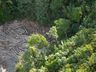 Venezuela é o país com maior perda de florestas na região amazônica, diz ONG