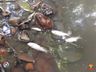 PMA constata poluição e mortandade de peixes em rio de Itapiranga